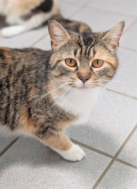 picture of the cat needing adoption