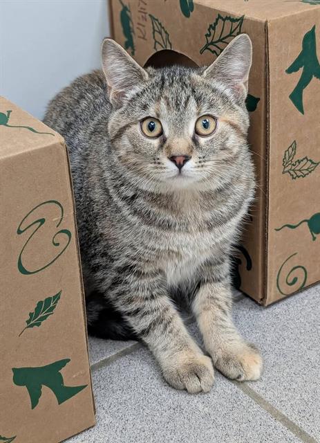 FRACK, Young Domestic Short Hair (medium coat), cat for adoption in Warren, Ohio