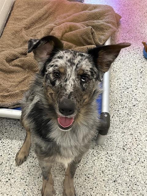 picture of the dog needing adoption