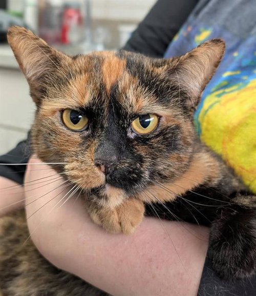 PANDORA - Domestic Short Hair available for adoption