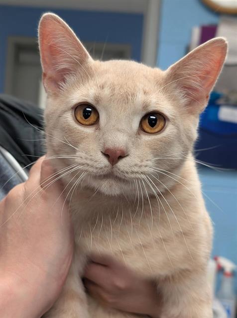 DAVID, Young Domestic Short Hair (medium coat), cat for adoption in Warren, Ohio