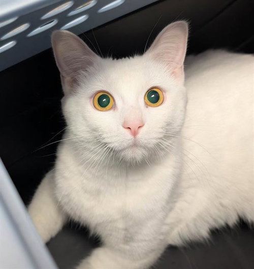 MAGNOLIA, Young Domestic Short Hair (medium coat), cat for adoption in Warren, Ohio