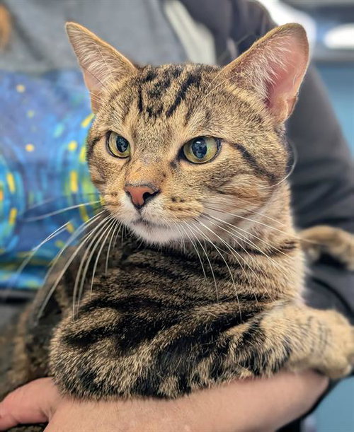 RUSSELL, Young Domestic Short Hair (medium coat), cat for adoption in Warren, Ohio