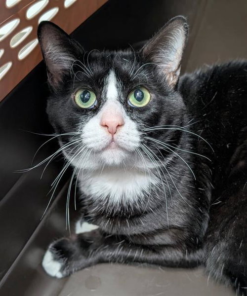 SHADOW, Adult Domestic Short Hair (medium coat), cat for adoption in Warren, Ohio