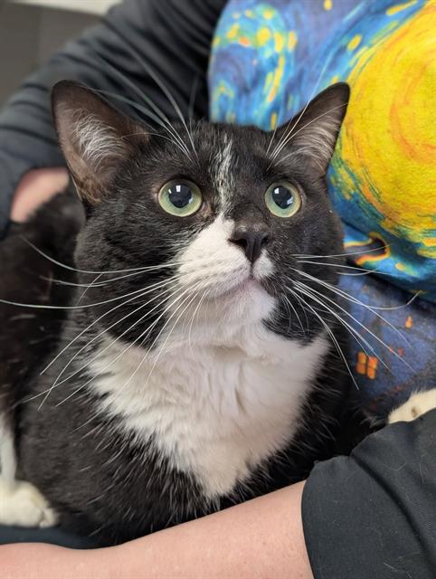 PHANTOM, Adult Domestic Short Hair (medium coat), cat for adoption in Warren, Ohio