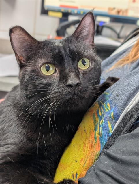 RACHEL, Adult Domestic Short Hair (medium coat), cat for adoption in Warren, Ohio