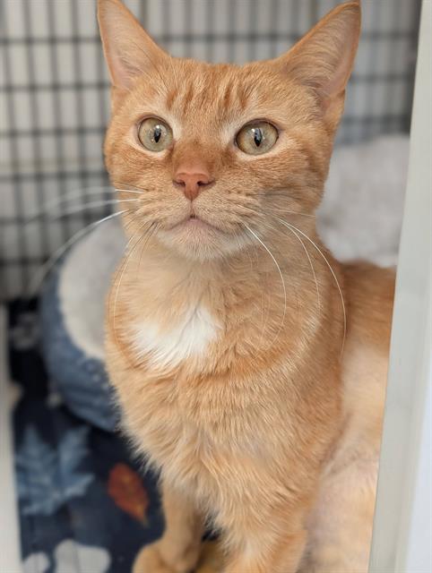 EGGIE, an adoptable Domestic Short Hair in Canfield, OH