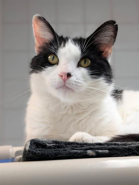 PRUE, an adoptable Domestic Short Hair in Canfield, OH