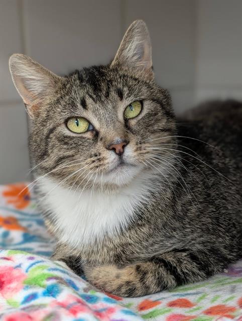 BLOSSOM, an adoptable Domestic Short Hair in Canfield, OH
