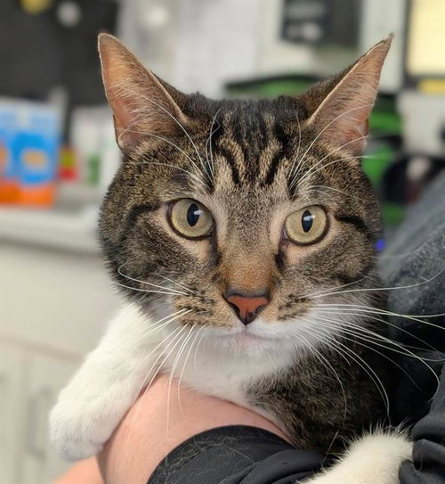 GOOFY, an adoptable Domestic Short Hair in Canfield, OH