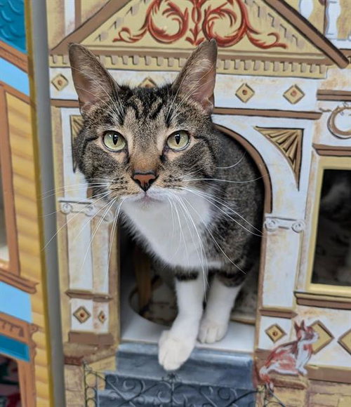 GOOFY - Domestic Short Hair available for adoption