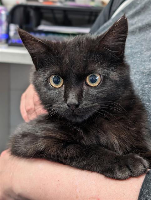LONDON, an adoptable Domestic Short Hair in Canfield, OH