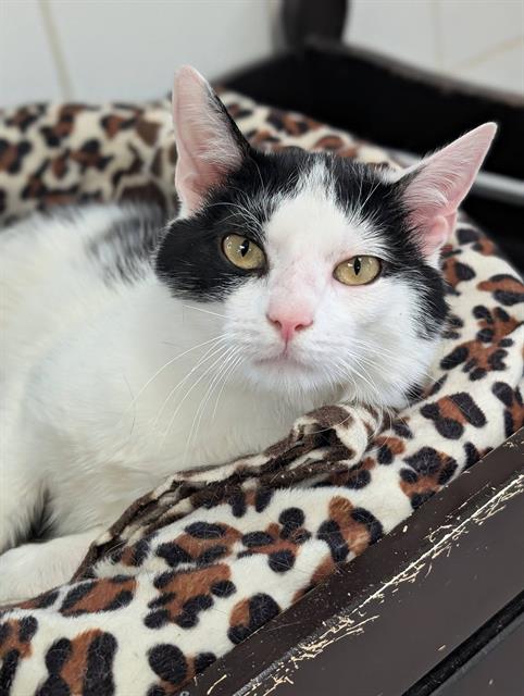 LITTLE ONE, an adoptable Domestic Short Hair in Canfield, OH