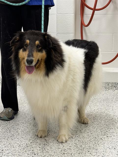 PIPER, an adoptable Collie in Canfield, OH