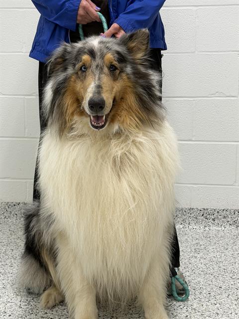FLYNN, an adoptable Collie in Canfield, OH