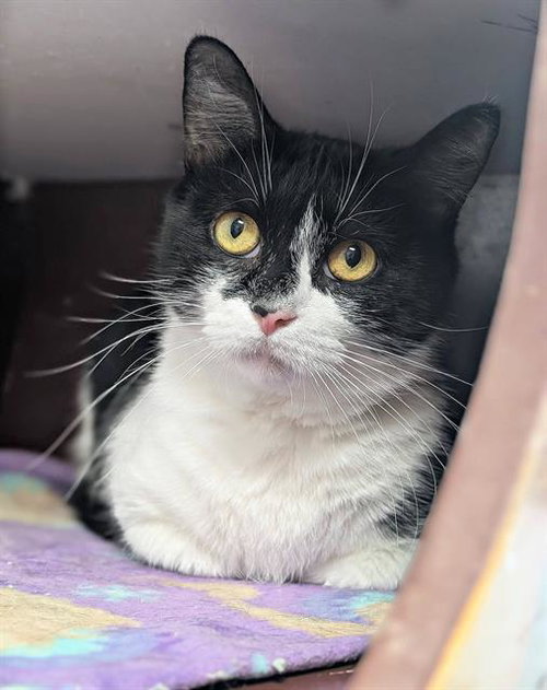MARGERIE, an adoptable Domestic Short Hair in Canfield, OH