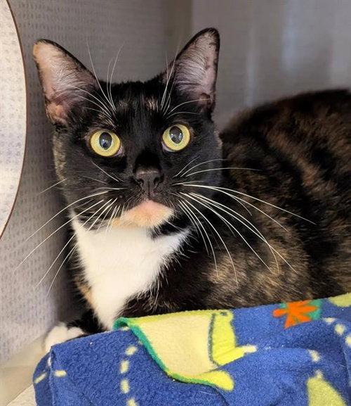 RONA, an adoptable Domestic Short Hair in Canfield, OH