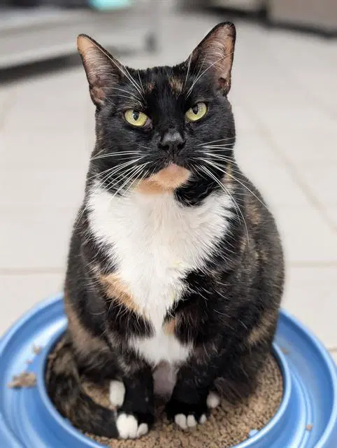 Rona - Domestic Short Hair