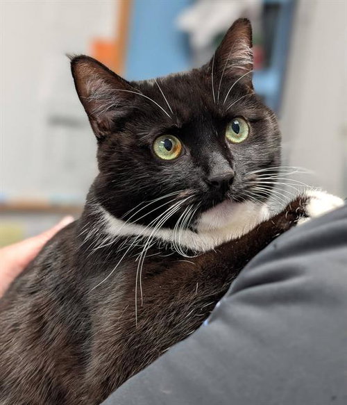 SHINE, an adoptable Domestic Short Hair in Canfield, OH