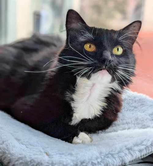 SHIMMER, an adoptable Domestic Medium Hair in Canfield, OH