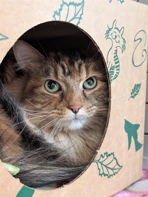 KIKI, an adoptable Domestic Long Hair in Canfield, OH