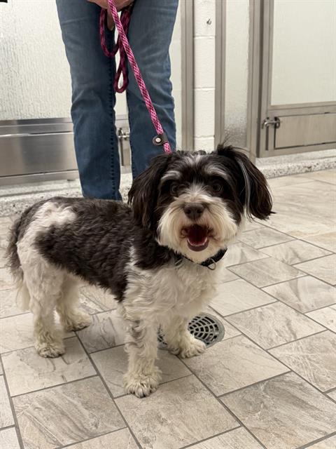 TUCKER, an adoptable Havanese in Canfield, OH