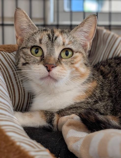 SUNFLOWER, an adoptable Domestic Short Hair in Canfield, OH