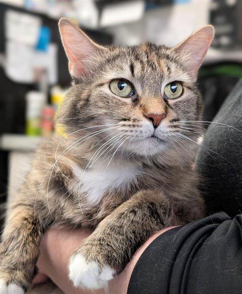 MELON, an adoptable Domestic Long Hair in Canfield, OH