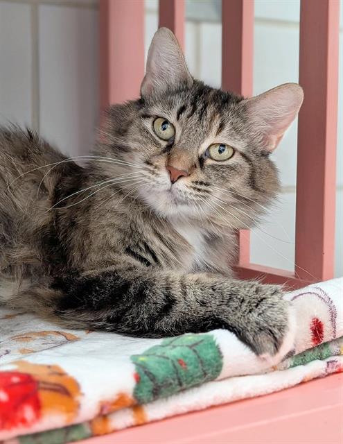 MELON, Adult Domestic Long Hair (medium coat), cat for adoption in Canfield, Ohio