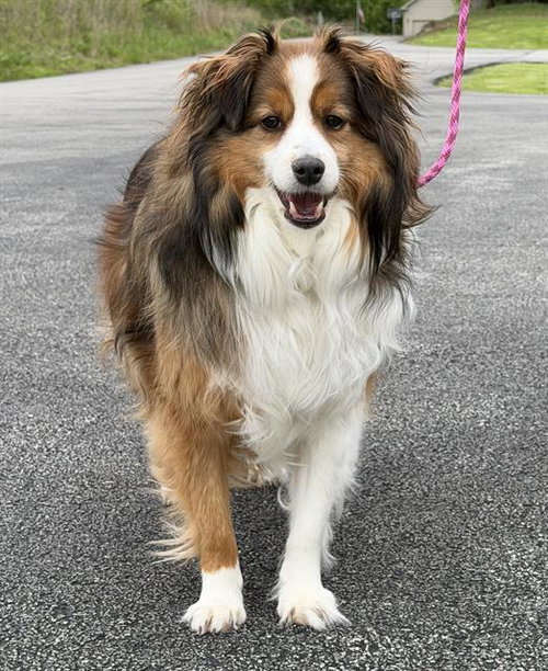 VINNY, an adoptable Shetland Sheepdog Sheltie in Canfield, OH