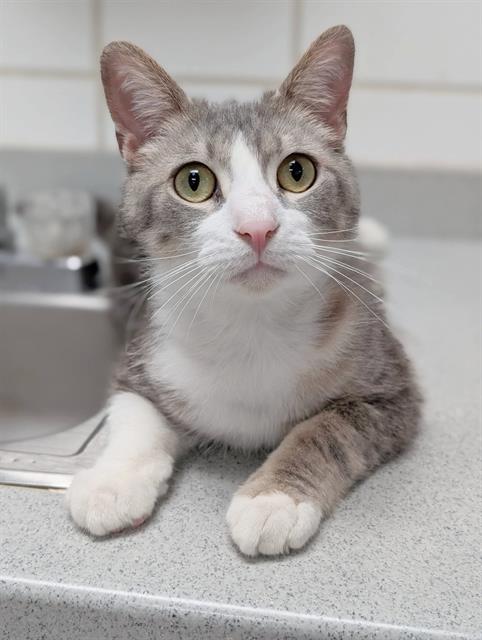 RODGER, an adoptable Domestic Short Hair in Canfield, OH