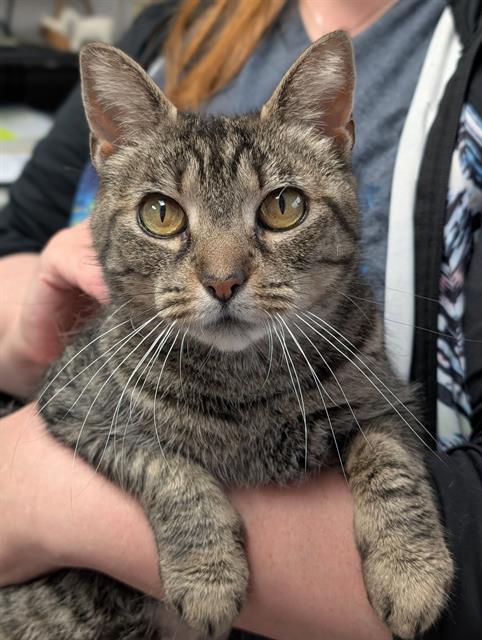DAWN, an adoptable Domestic Short Hair in Canfield, OH