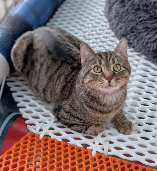 SNICKERS, an adoptable Domestic Short Hair in Canfield, OH