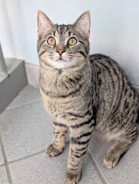 NICO, an adoptable Domestic Short Hair in Canfield, OH