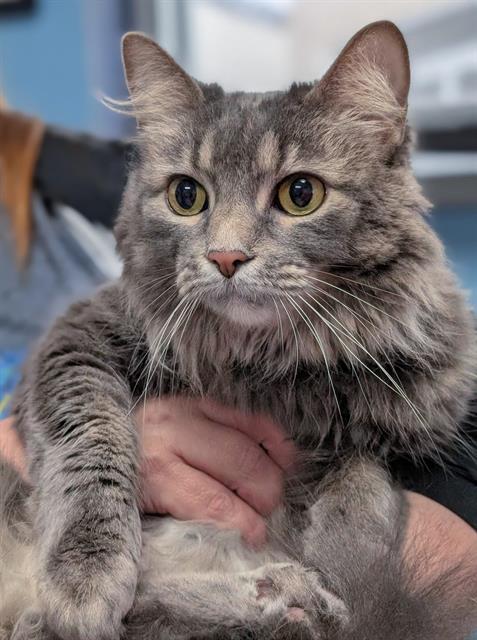 JASMINE, an adoptable Domestic Medium Hair in Canfield, OH