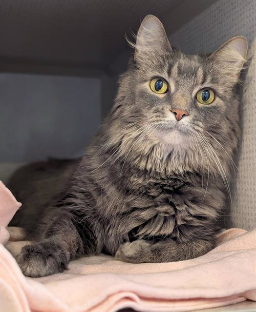 JASMINE - Domestic Medium Hair available for adoption