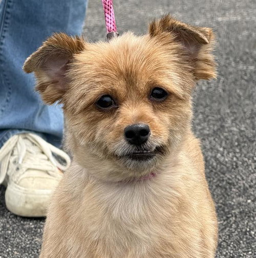 HOLLY, an adoptable Yorkshire Terrier Yorkie in Canfield, OH
