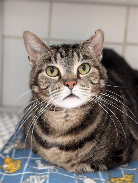 LUNA, Adult Domestic Short Hair (medium coat), cat for adoption in Akron, Ohio