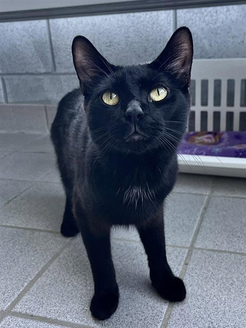 TOOT, Young Domestic Short Hair (medium coat), cat for adoption in Youngstown, Ohio