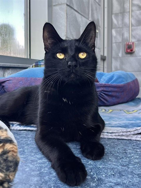 SYLVESTER, Young Domestic Short Hair (medium coat), cat for adoption in Youngstown, Ohio