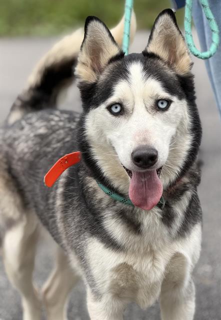 RUFUS