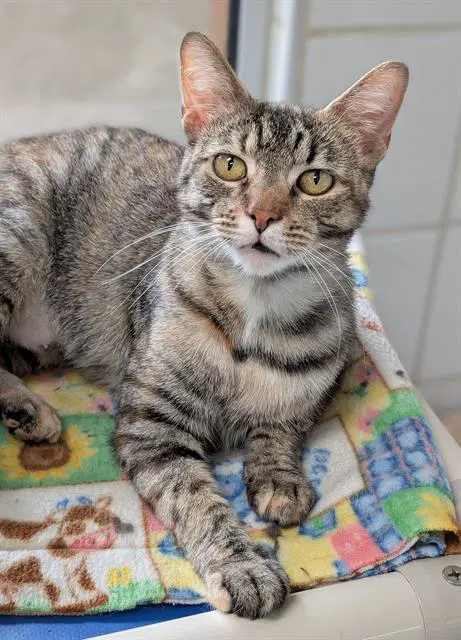 Carmella - Domestic Short Hair