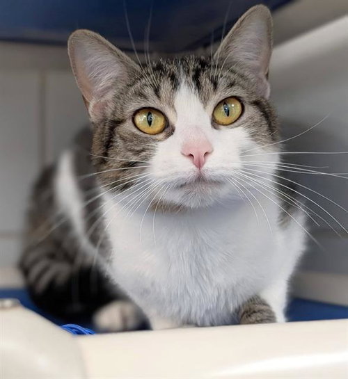 PANSY, Young Domestic Short Hair (medium coat), cat for adoption in Youngstown, Ohio