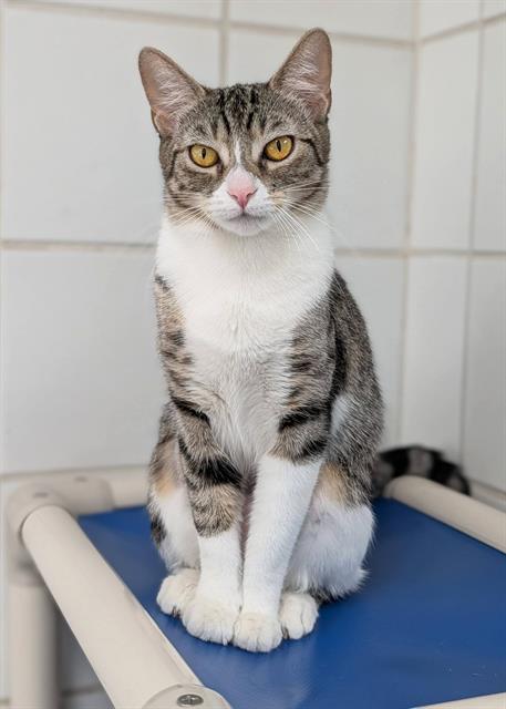 POSEY, Young Domestic Short Hair (medium coat), cat for adoption in Youngstown, Ohio