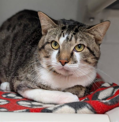 SCRAPPY - Domestic Short Hair available for adoption