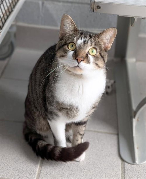 SCRAPPY, a cat for adoption from Angels for Animals, Inc.