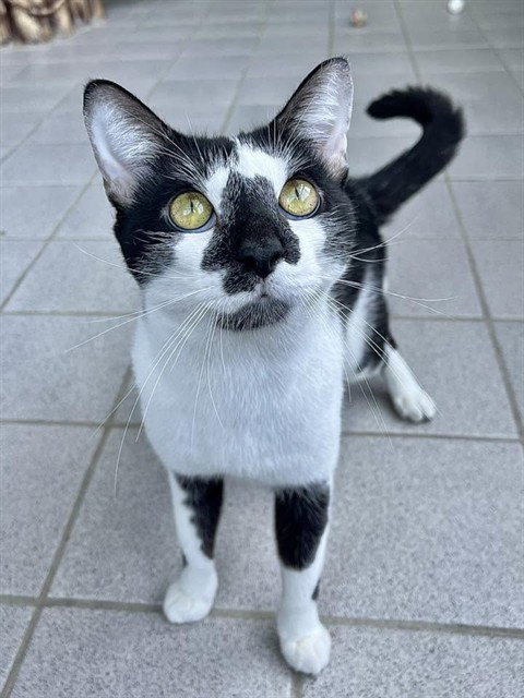 MARSHMALLOW - Domestic Short Hair available for adoption