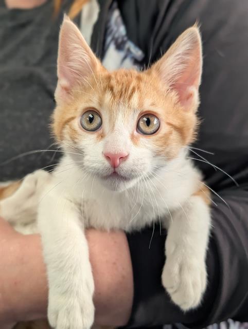 GINGER