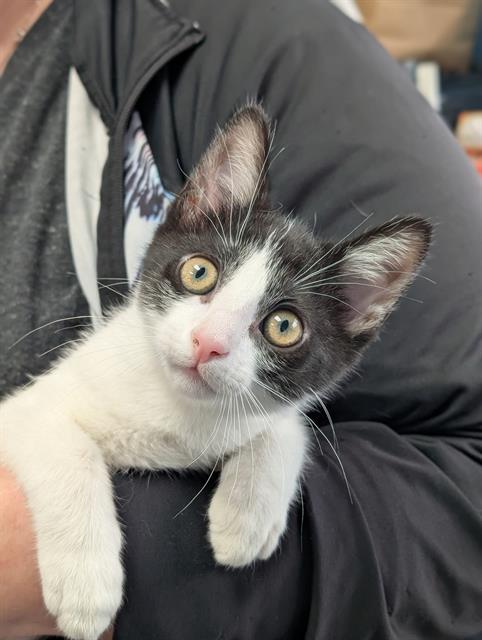 OREO