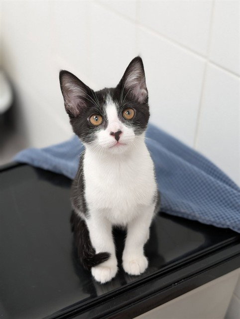 ABBY, Baby Domestic Short Hair (medium coat), cat for adoption in Canfield, Ohio